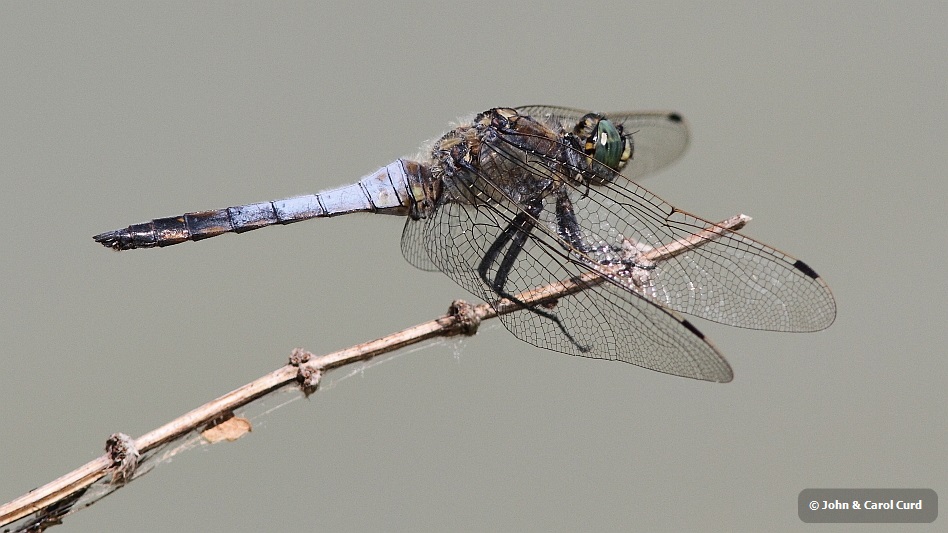 J14_1557 Orthetrum cancellatum male.JPG